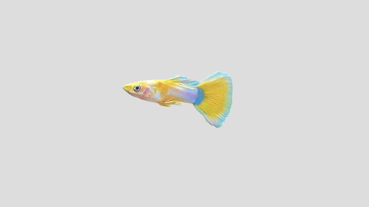 Yellow Guppy Male – Modelo 3D gratuito STL