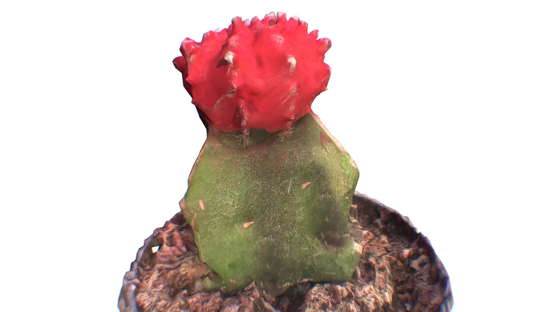 Succulent Cactus (Photogrammetry)