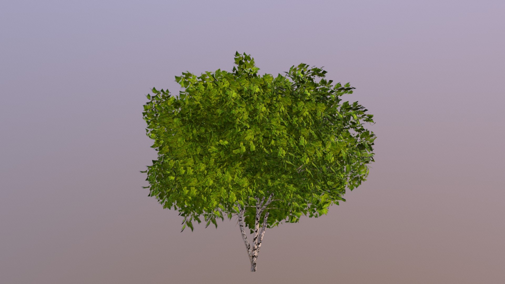 Árbol/ Tree