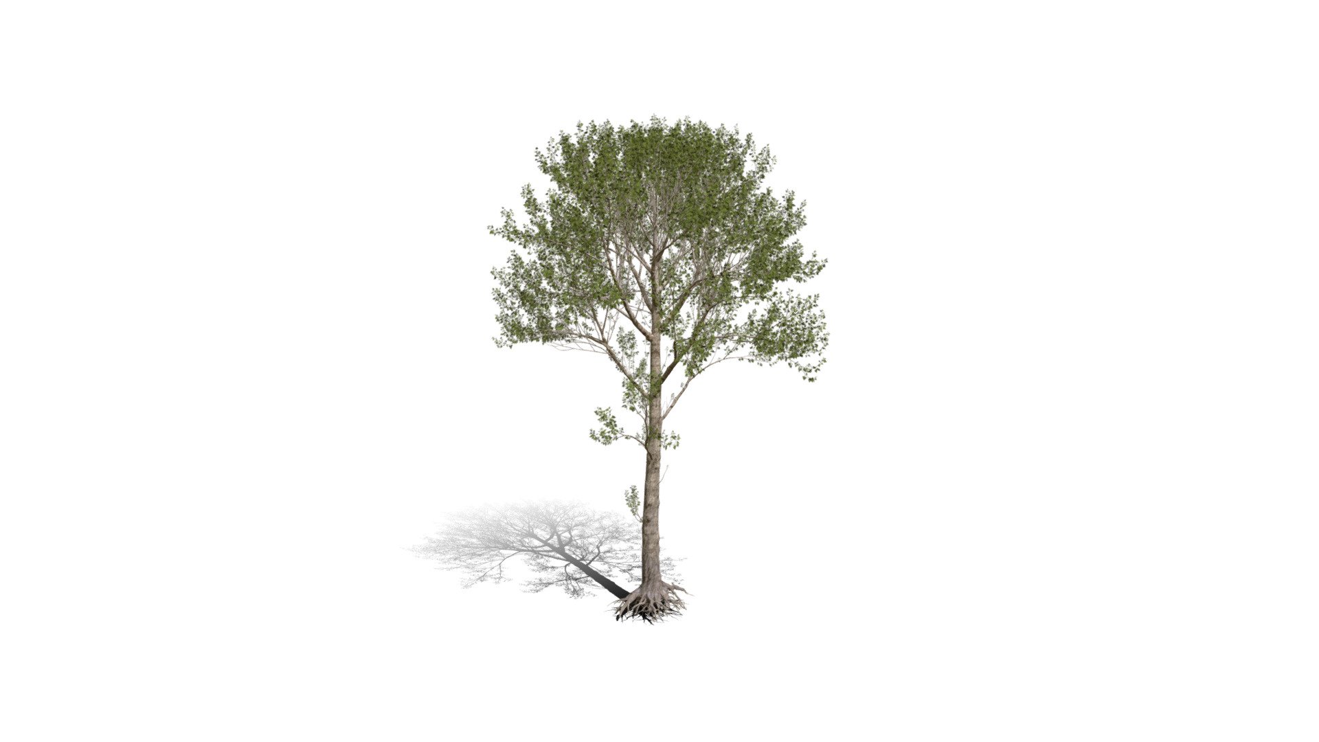 Realistic HD Black poplar (85/105) - Download Free 3D model by ...