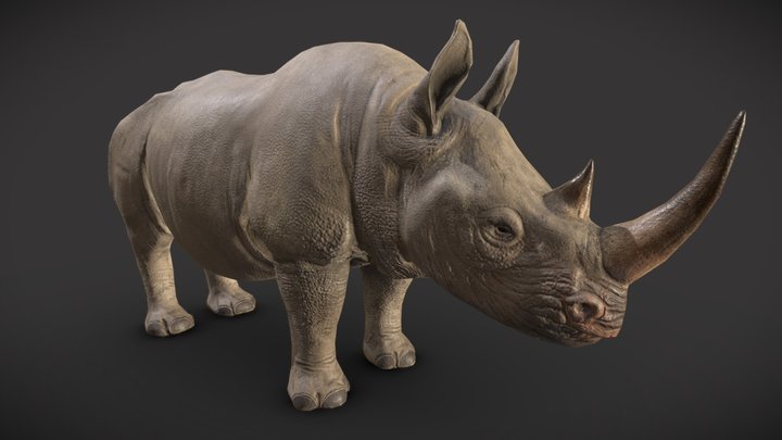 Black Rhino 3D Model