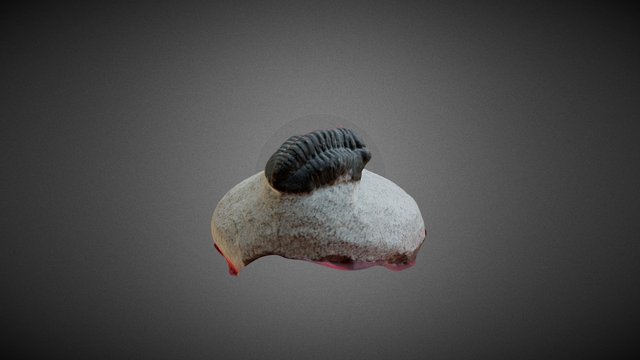 Trilobites, fondo rojo 3D Model