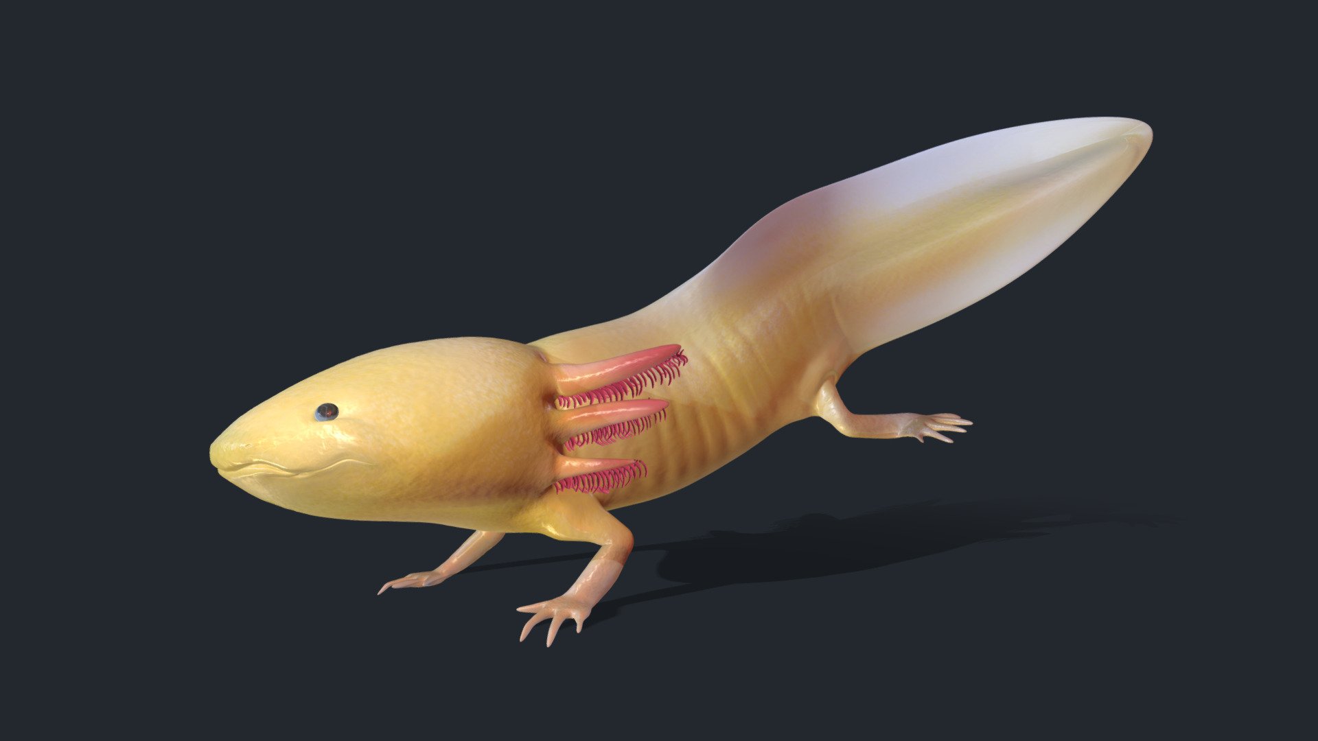 Axolotl 3d Model By Caeeni Caeeni 054f9fb