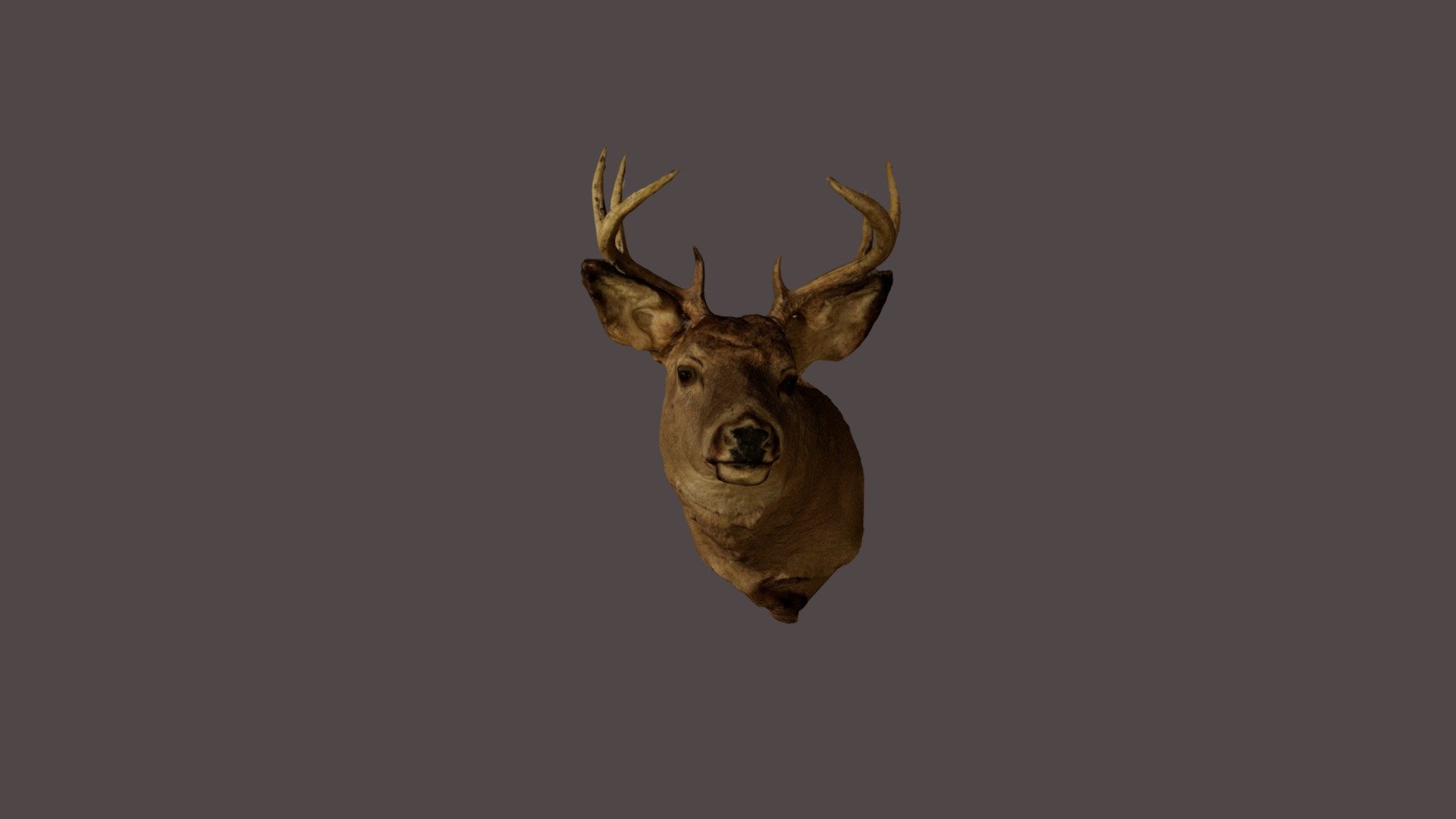 Deer Head Download Free 3D model by aduke [054fd10] Sketchfab