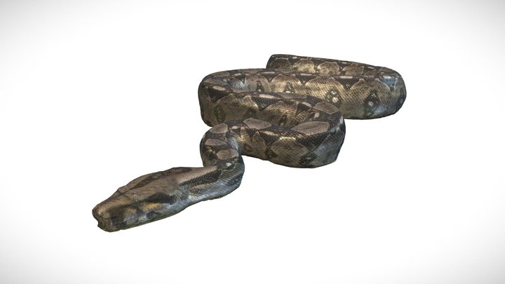 BOA 3D Model