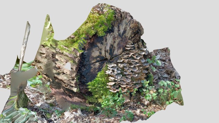 Log with mushrooms 3D Model