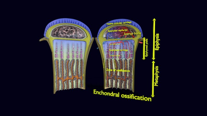Bone ossification enchondra label 3D Model