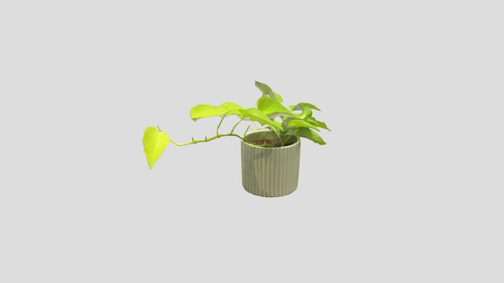 Plant 3D Model