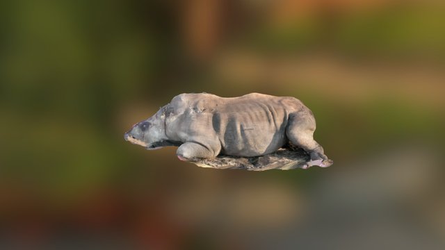 Graphic image - Rhino killed for horn 3D Model