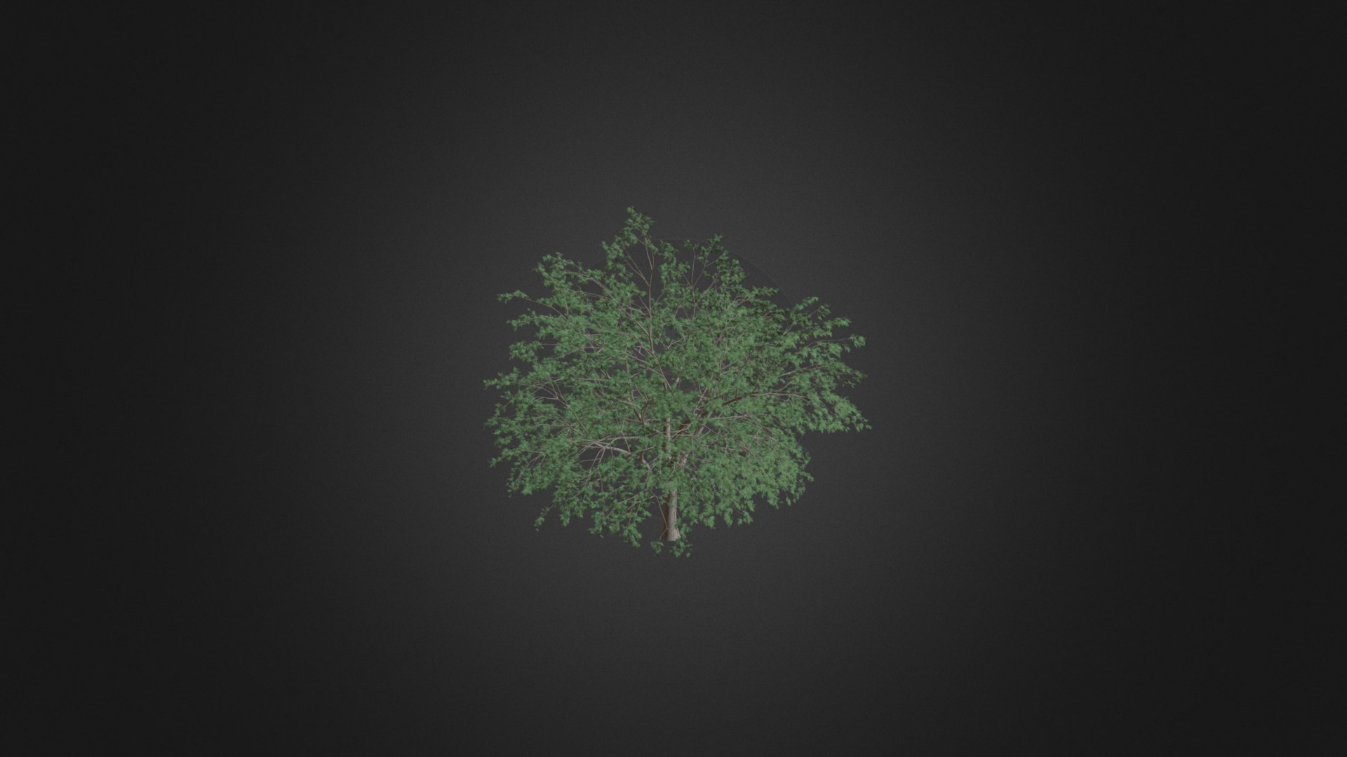 3D model Pedunculate Oak (Quercus Robur) 15.2m - This is a 3D model of the Pedunculate Oak (Quercus Robur) 15.2m. The 3D model is about a tree with green leaves.