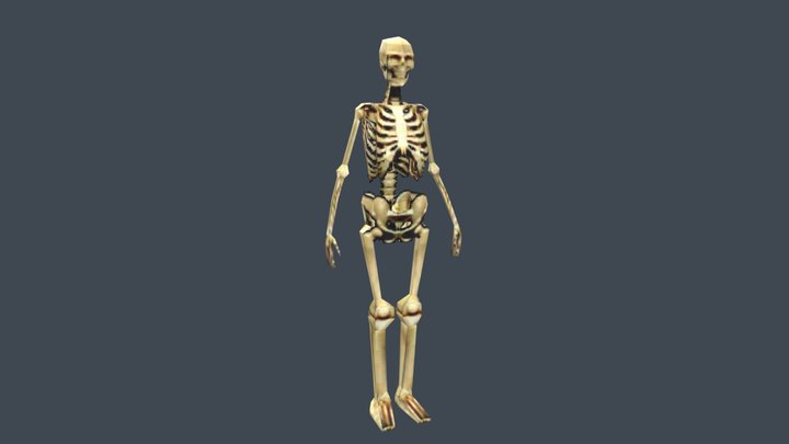 Low Poly PSX Skeleton 3D Model