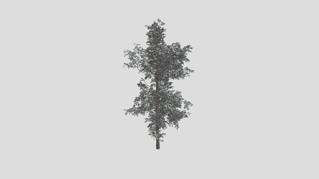 Combretum Wild Tree