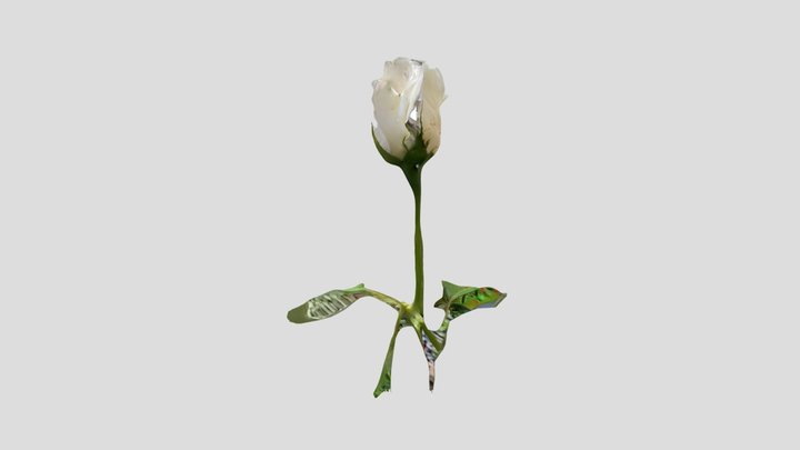 White Rose 3D Model