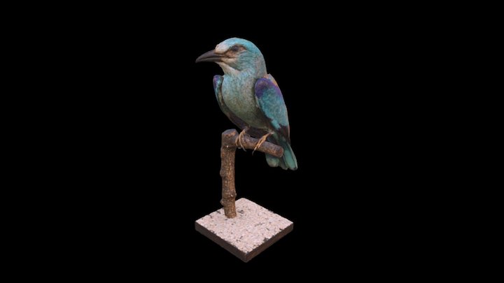 Bird 3D Model
