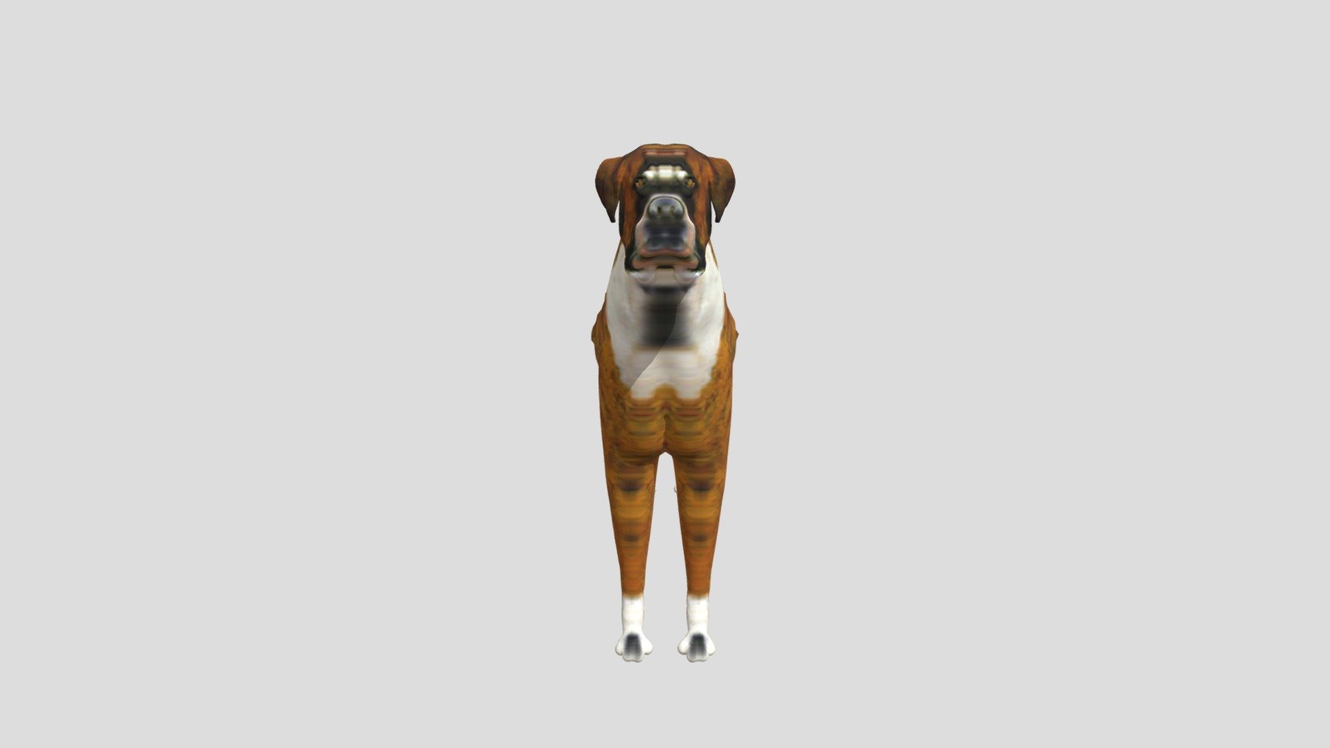 Boxer Dog