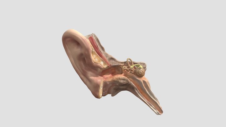 Outer Ear 3D Model