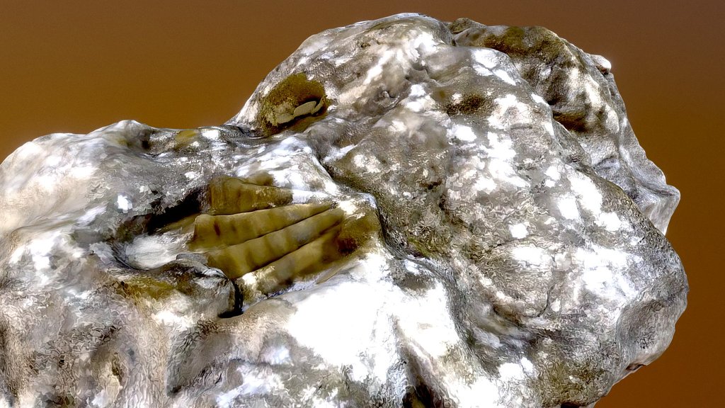 Fossil Imprint Rock
