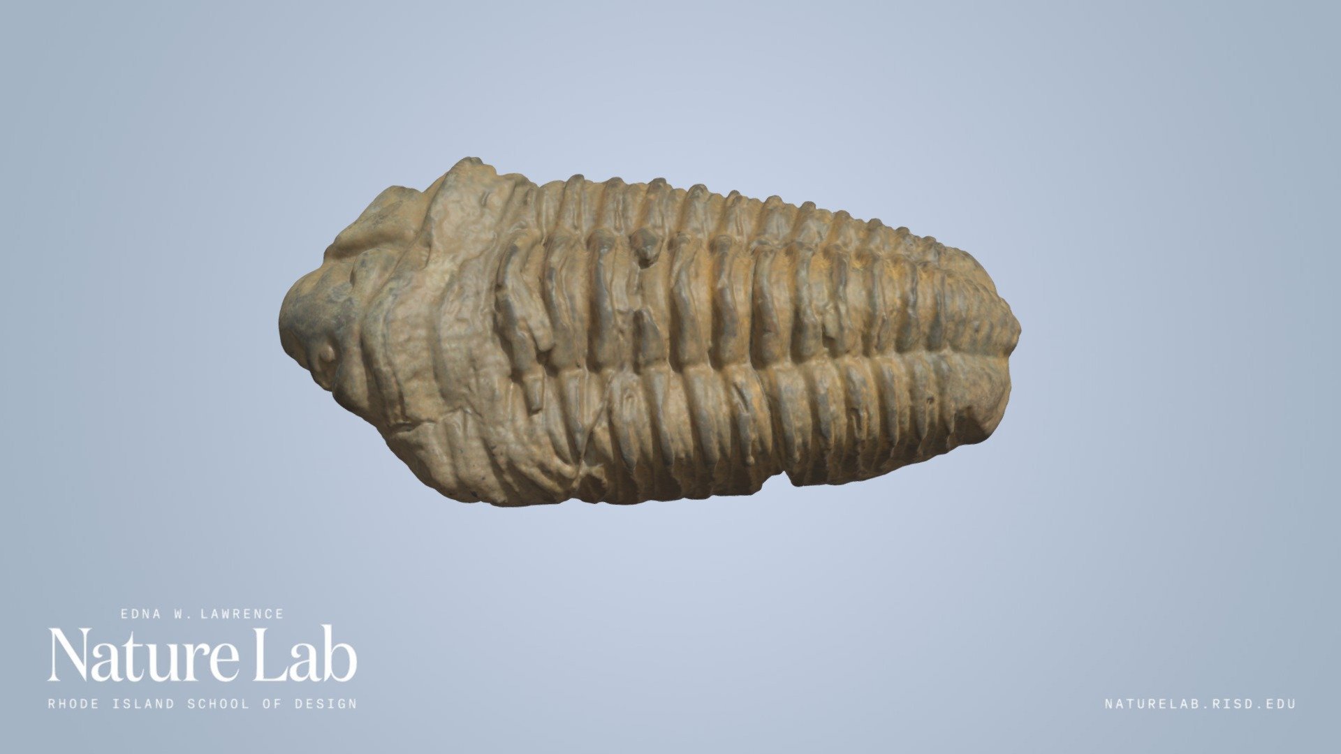 Trilobite fossil
