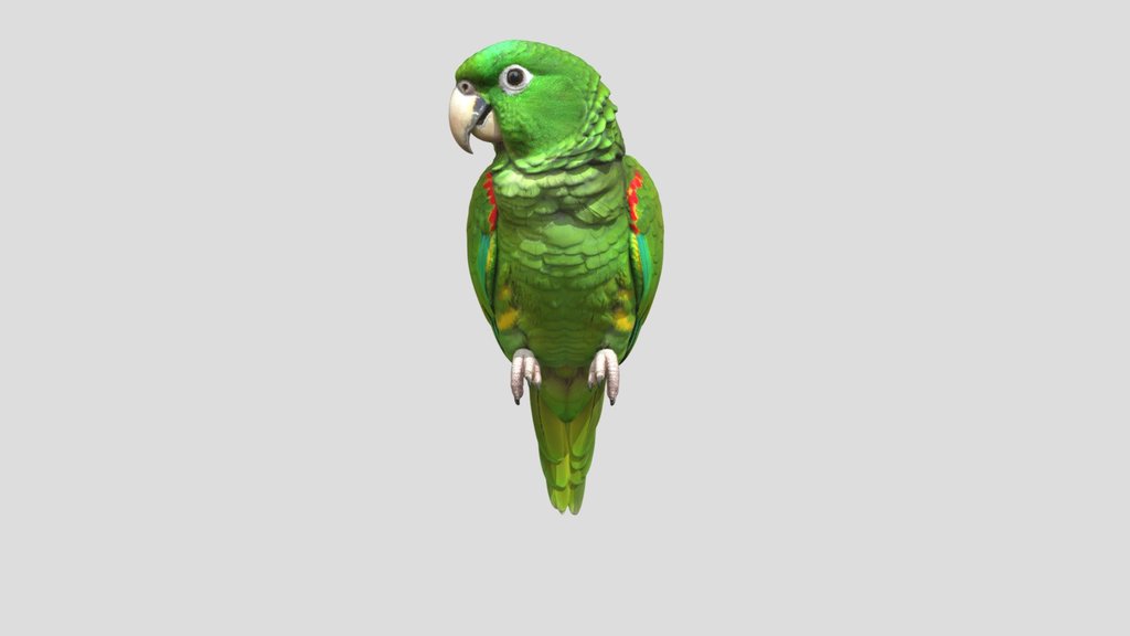 Emerald Parrot Portrait