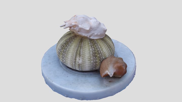 skeleton of a crab, sea urchin and shell