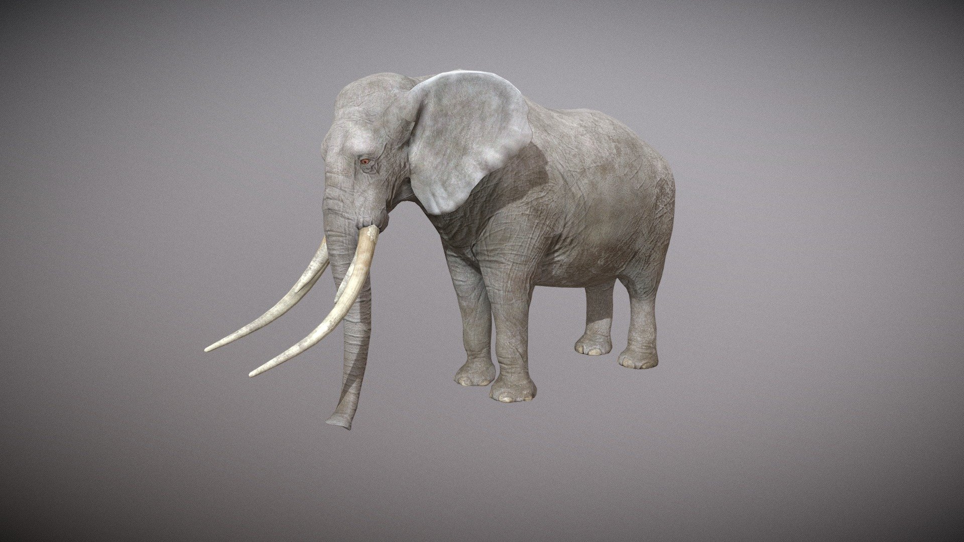 Realistic Elephant | Rigged with 25+ Animations - 3D model by GAMICO ...