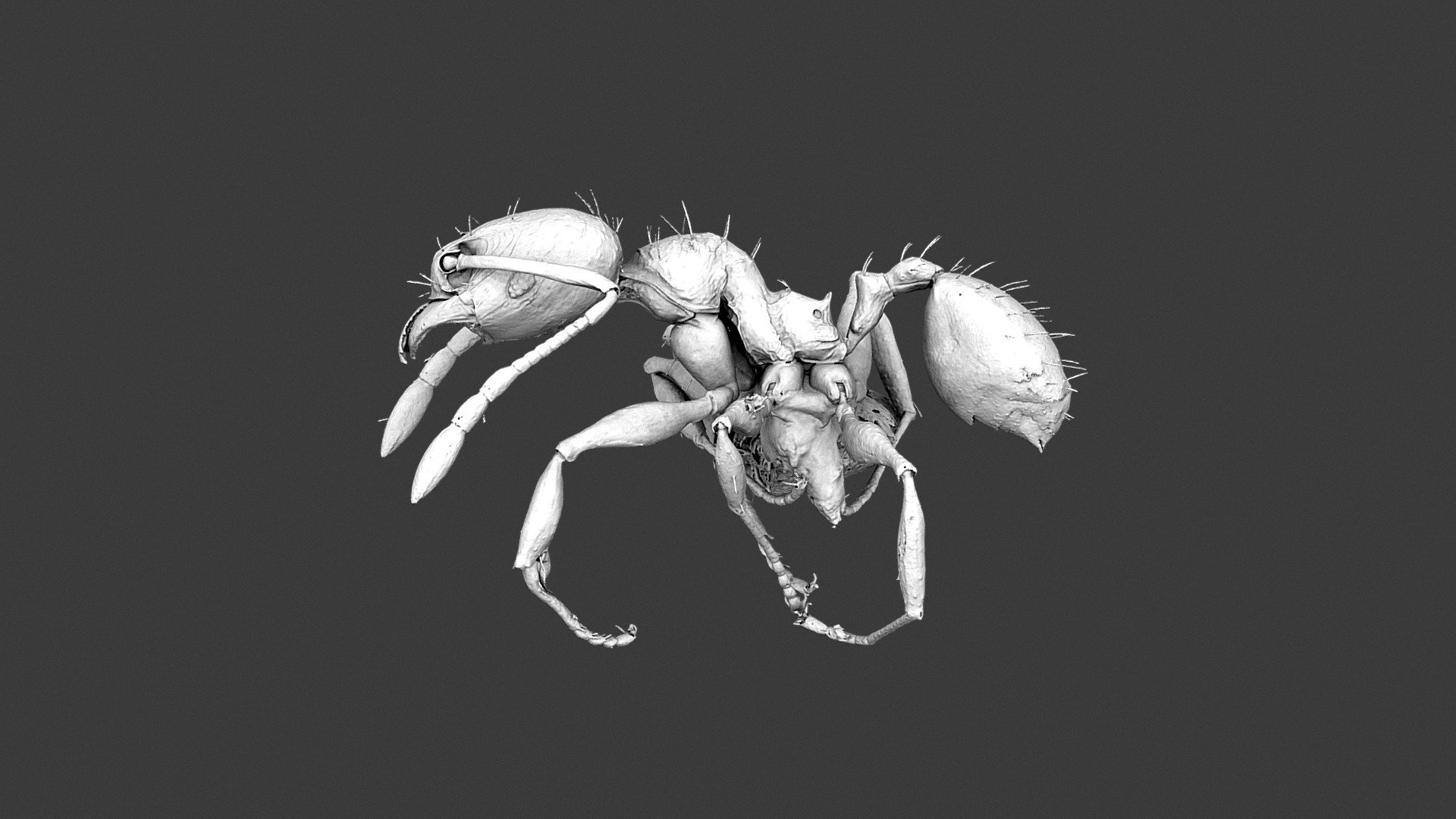 Pheidole mg083 worker