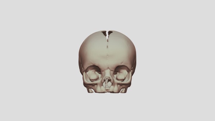Skull of a normal infant 3D Model
