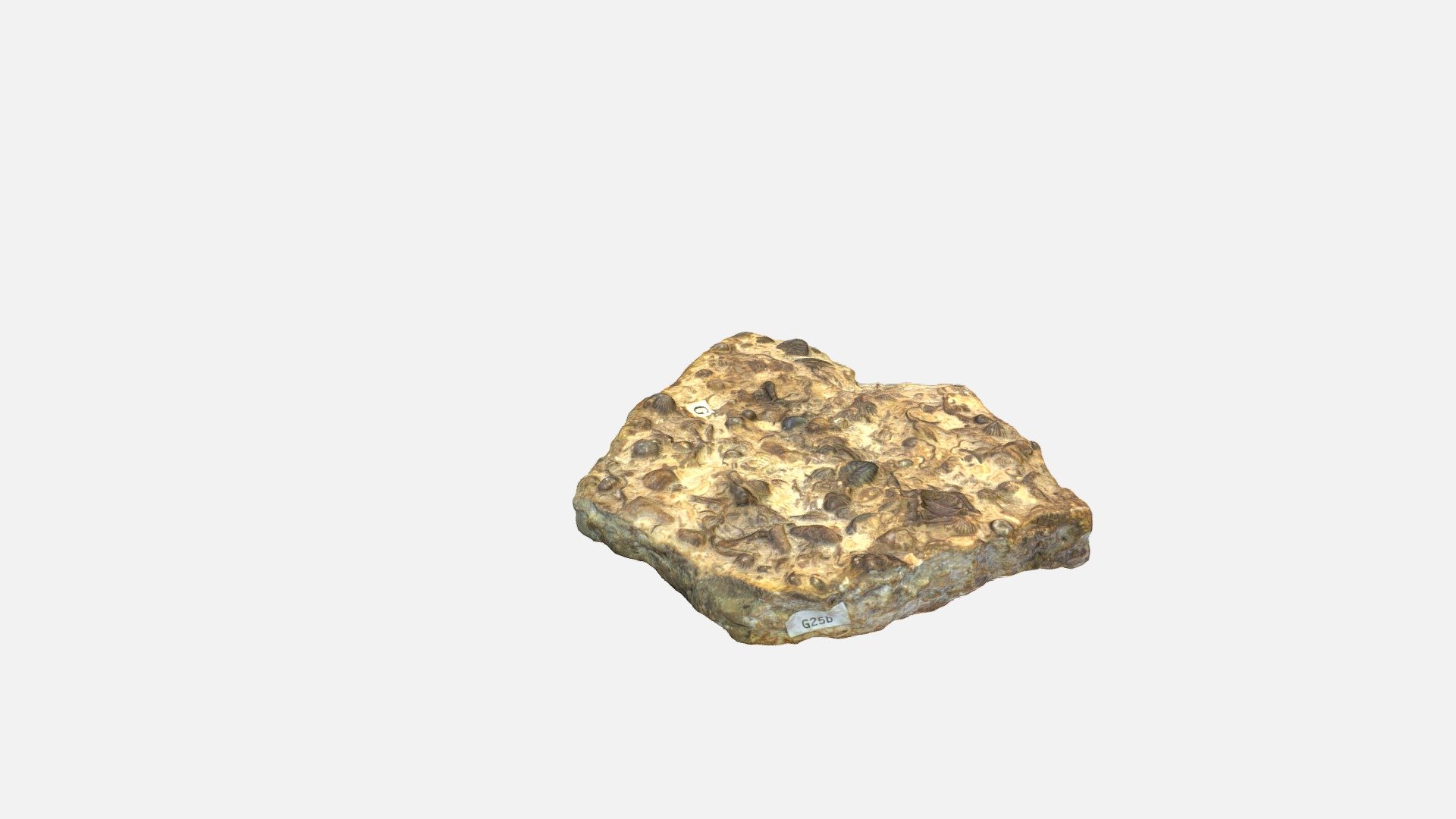 EduF392 Fossiliferous Limestone Full - Adaptive - 3D model by ...