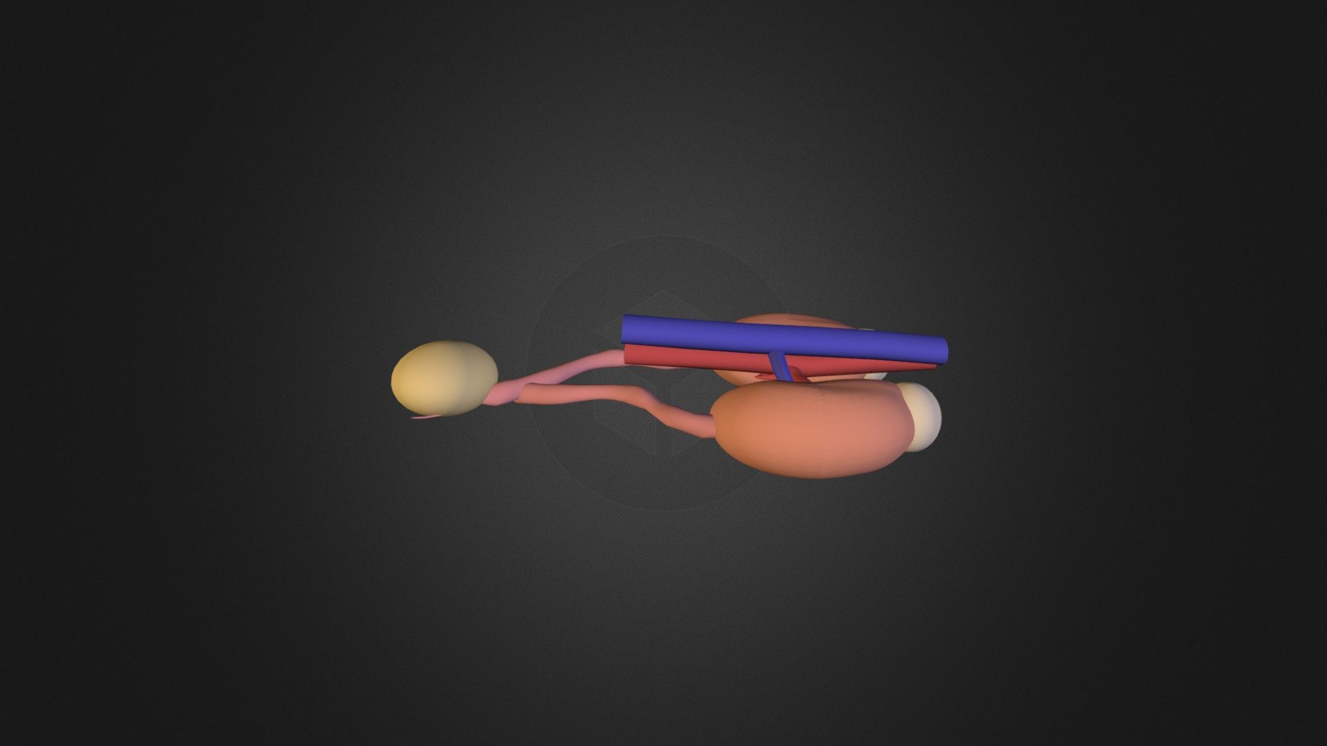 Kidneys (collection of thunthu)