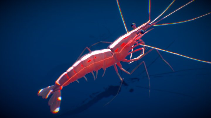 Pacific Cleaner Shrimp 3D Model