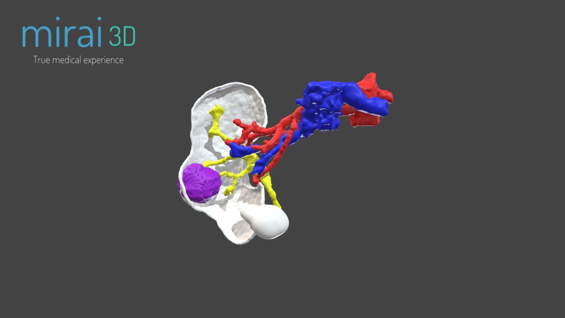Medical Model WP 19
