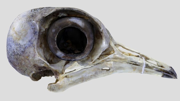 UWYMV:Bird:6021, Streptophlia decaccto, Skull