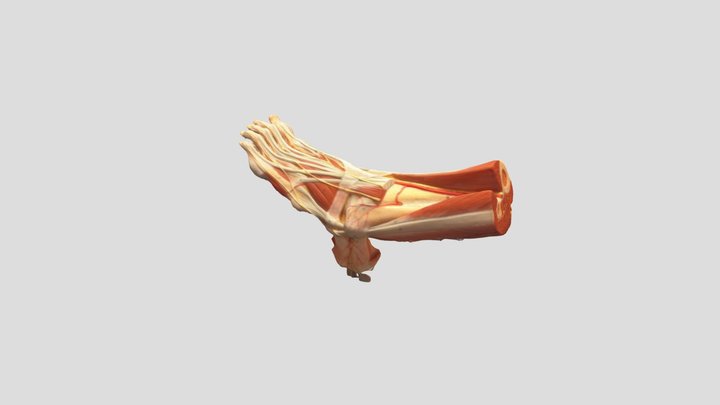 Foot 3D Model