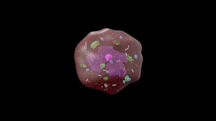Cell 3D Model