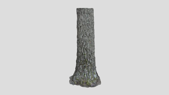 Photogrammetry Testing: Pine Tree 2 3D Model