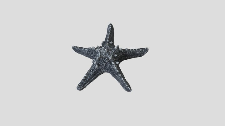Starfish Scann 3D Model