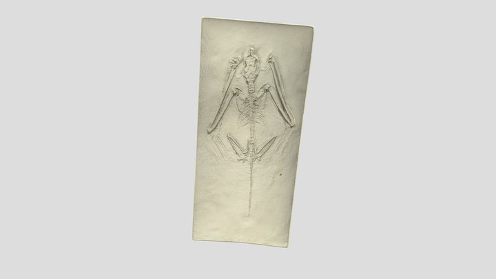 Icaronycteris Index Cast 3D Model