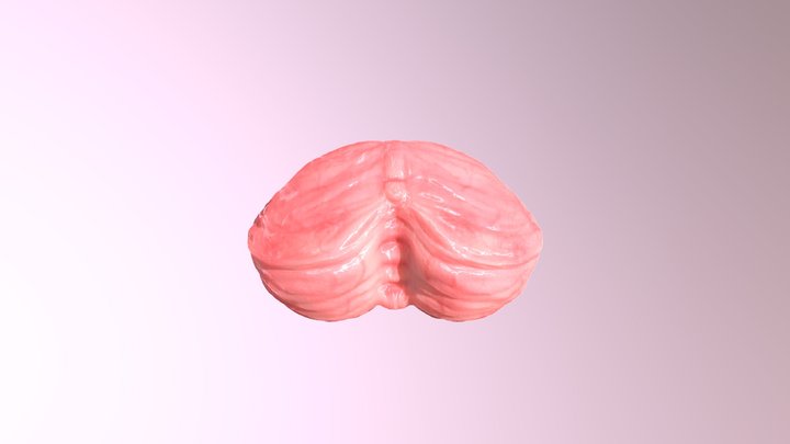 Cerebellum 3D Model