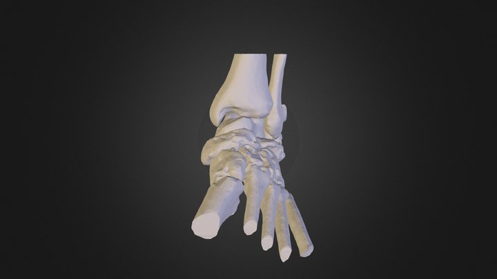 meu pe esquerdo4 3D Model