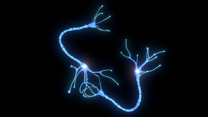 Nerve Cell Anatomy In Details 3D Model