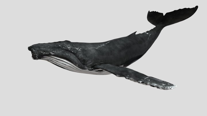 baleia-01 3D Model