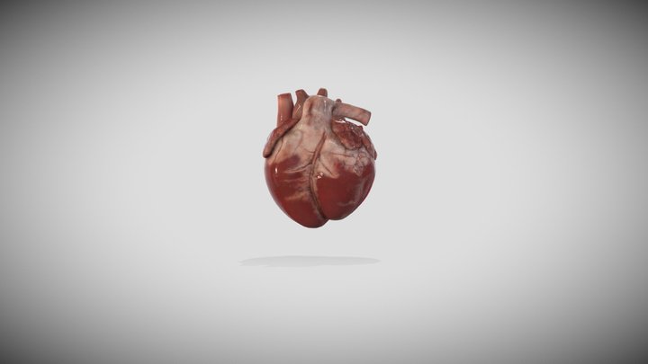 8 week embryonic heart 3D Model
