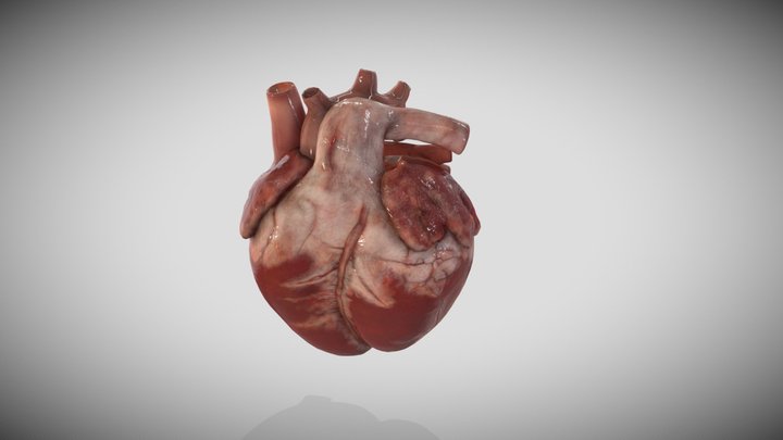 8 week embryonic heart 3D Model