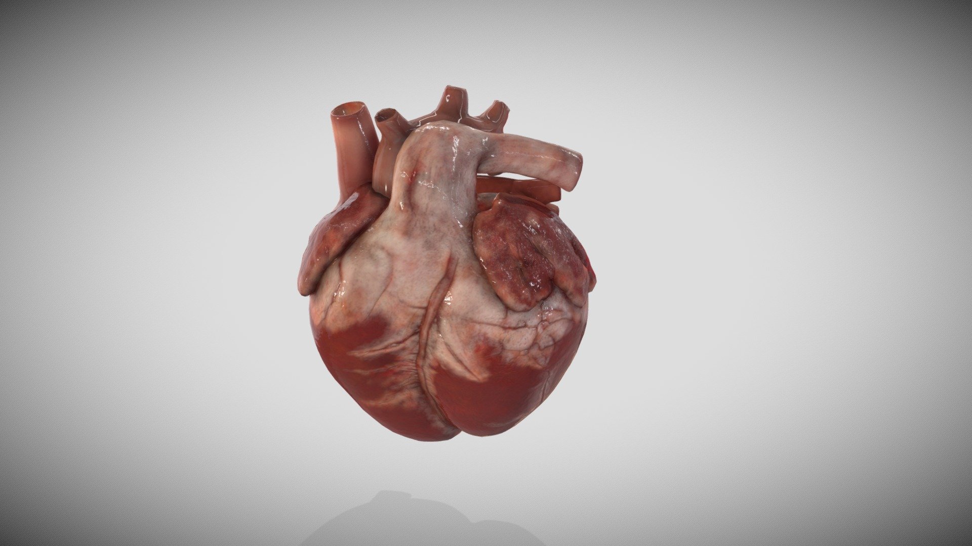 8 week embryonic heart - 3D model by Education Resource Fund (@bobsmusail)  [059aa23]