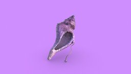 The Magic Conch Shell - 3D model by Mohamad Imtinan Nauval (@vengeance ...