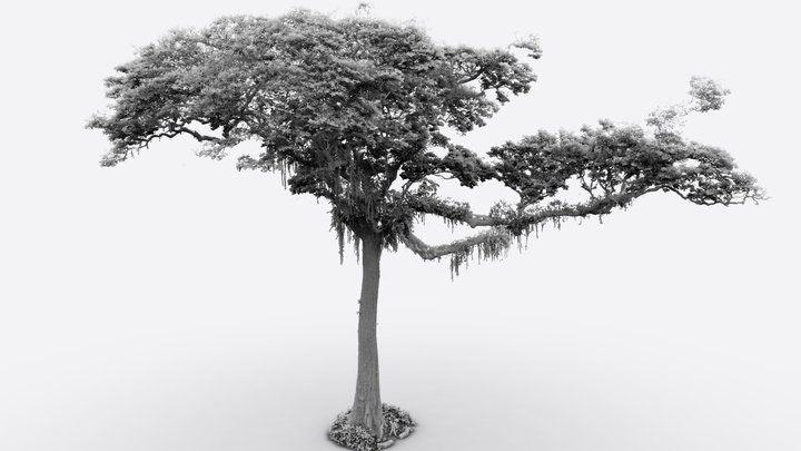 Arbre de l'Authenticité, Yangambi, DRC 3D Model