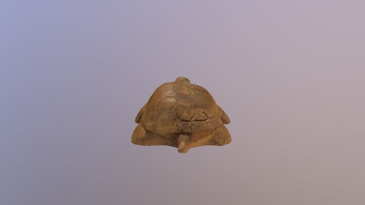 Marshall’s turtle 3D Model