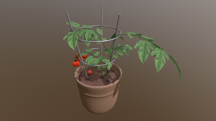 Potted Tomato Plant 3D Model