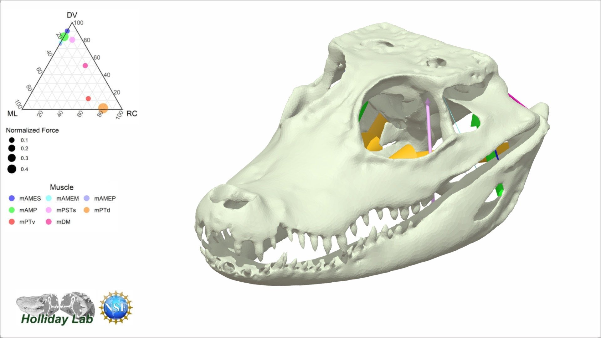 3D Jaw muscles of Osteolaemus tetraspis