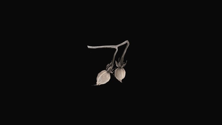 Moonflower 3D models - Sketchfab